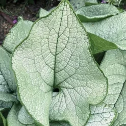 1 PLANTA AV BRUNERA ALEXANDRIA I KRUKA 17CM, UTOMHUSVÄXTER, PERENNER