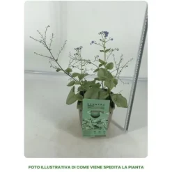 1 PLANTA AV BRUNERA ALEXANDRIA I KRUKA 17CM, UTOMHUSVÄXTER, PERENNER