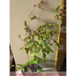 1 PLANTA AV CALLICARPA BODINIERI PROFUSION KRUKA PÅ 21CM