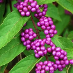 1 PLANTA AV CALLICARPA BODINIERI PROFUSION KRUKA PÅ 21CM