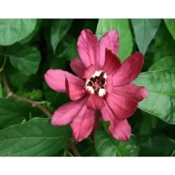 1 PLANTA AV CALYCANTHUS HARTLAGE WINE I KRUKA 32CM, FÖR UTOMHUS, DECUIDUOUS