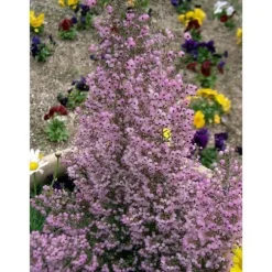 1 PLANTA AV ERICA AFRICANA CANICULATA KRUKA 17CM