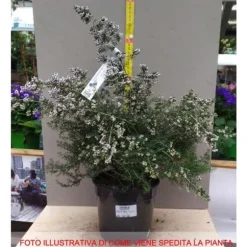 1 PLANTA AV ERICA AFRICANA CANICULATA KRUKA 17CM