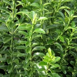 1 PLANTA AV EUONYMUS JAPONICUS MICROPHYLLUS KRUKA 13CM