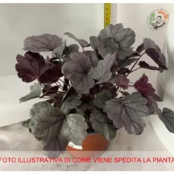 1 PLANTA AV HEUCHERA VARIETET ASSORTERAD I KRVAS 12CM
