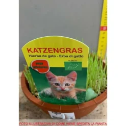 1 PLANTA AV NEPETA MUSSINII KATTGRÄS I KRUKA 16CM
