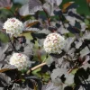 1 PLANTA AV PHYSOCARPUS OPULIFOLIUS ANDRE KÅPA 17CM lövfällande
