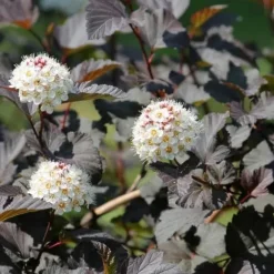 1 PLANTA AV PHYSOCARPUS OPULIFOLIUS ANDRE KÅPA 17CM lövfällande