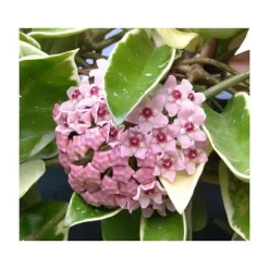 1 PLANTA HOYA KRIMSON QUEEN VAXBLUMMA VAS 12CM Perennier