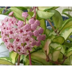 1 PLANTA HOYA KRIMSON QUEEN VAXBLUMMA VAS 12CM Perennier