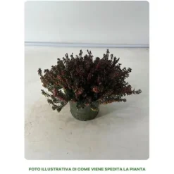 1 RÖD HEATH PLANTA I 12CM KRUKA, UTEVÄXTER, STÄNDIGGRÖN, BALKONGBLOMMNAR