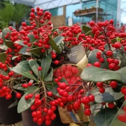 1 SKIMMIA JAPONICA DESIRE VÄXT I KRUKA 19CM