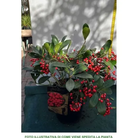 1 SKIMMIA JAPONICA DESIRE VÄXT I KRUKA 19CM