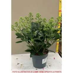 1 SKIMMIA JAPONICA FINCHY VAS 15CM