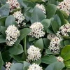 1 SKIMMIA JAPONICA VÄXTER I 25CM KORG ASSORTERADE FÄRGER VIT ELLER RÖD, UTOMHUSVÄXTER, EVERGREEN, BALKONGBLommOR