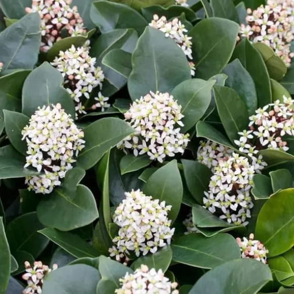 1 SKIMMIA JAPONICA VÄXTER I 25CM KORG ASSORTERADE FÄRGER VIT ELLER RÖD, UTOMHUSVÄXTER, EVERGREEN, BALKONGBLommOR