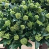 1 SKIMMIA JAPONICA WHITE GLOBE VAS 15CM