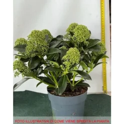 1 SKIMMIA JAPONICA WHITE GLOBE VAS 15CM