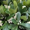 1 SKIMMIA O'BERRY WHITE I KRUKA 13CM, UTOMHUSVÄXTER, EVIGGRÖN, BALKONBLommor