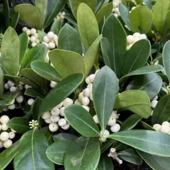 1 SKIMMIA O'BERRY WHITE I KRUKA 13CM, UTOMHUSVÄXTER, EVIGGRÖN, BALKONBLommor