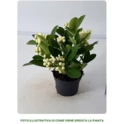1 SKIMMIA O'BERRY WHITE I KRUKA 13CM, UTOMHUSVÄXTER, EVIGGRÖN, BALKONBLommor