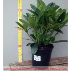 1 SKIMMIA RUBELLA VÄXTFYLLDD 13CM EVIGGRÖN