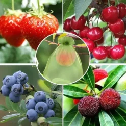 30 st 20*30 cm nätpåsar för frukt med dragsnöre, återanvändbara nätpåsar för trädgården, nätpåsar för frukttäckning, lämpliga för fruktträd, grönsake | CDON