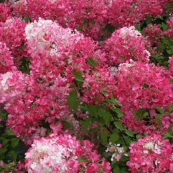 1 ST HYDRANGEA ORTENSIA PANICULATA DIAMANT ROUGE KRUKA 18CM lövfällande