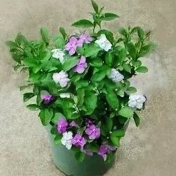 10 st Jasminfrön Fängslande Brunfelsia Latifolia frön krukväxt för trädgårdsgården