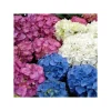 1 STICK HYDRANGEA MACROPHYLLA ASSORTERADE FÄRGER KRUKA 22CM VÄXTER UTE GÅRD