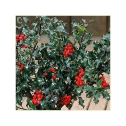 1 STJÄRNLIG ILEX AGRIFOGLIO MESERVEAE KRUKA 12CM vintergrön