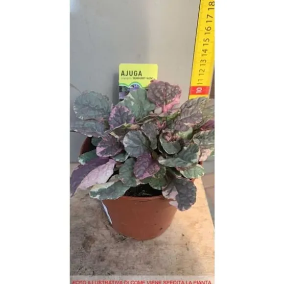 3 STYCKEN AJUGA REPTANS MIX AV VARIANTER KRUKA 10.5CM Perennier