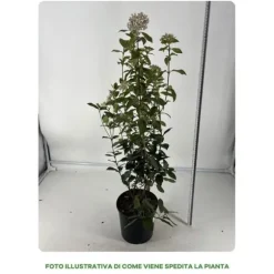 1 VIBURNUM TINUS VÄXTA 18CM UTOMHUSVÄXTER