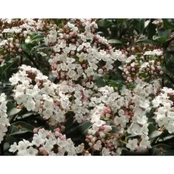 1 VIBURNUM TINUS VÄXTER I KRUKA 17CM EVIGGRÖN BUSKE