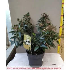 1 VIBURNUM TINUS VÄXTER I KRUKA 17CM EVIGGRÖN BUSKE