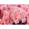 1 VÄXT AV AZALEA INDICA HORTINNO ASSORTERADE FÄRGER KRUKA 13CM