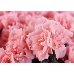 1 VÄXT AV AZALEA INDICA HORTINNO ASSORTERADE FÄRGER KRUKA 13CM
