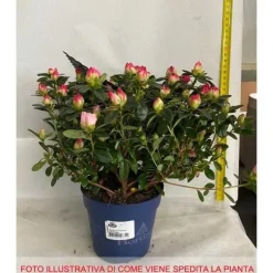 1 VÄXT AV AZALEA INDICA HORTINNO ASSORTERADE FÄRGER KRUKA 13CM