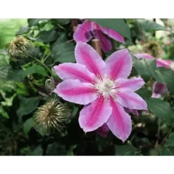 1 VÄXT AV CLEMATIS PAT. DR RUPPEL KRUKA 16CM