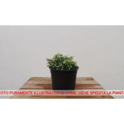 1 VÄXT AV CLEMATIS PAT. DR RUPPEL KRUKA 16CM