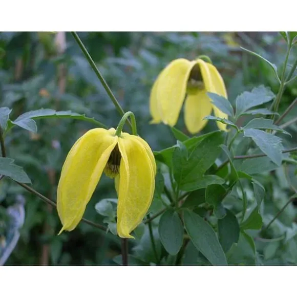 1 VÄXT AV CLEMATIS TIBETANA TANGUSTICA BIL KRUKA 16CM clematide