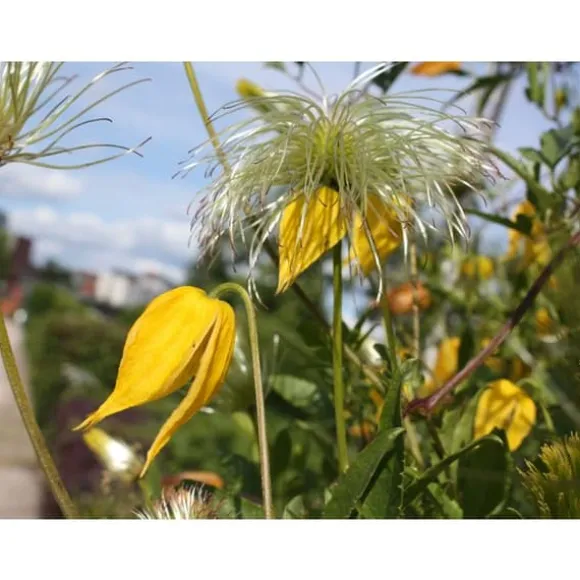 1 VÄXT AV CLEMATIS TIBETANA TANGUSTICA BIL KRUKA 16CM clematide