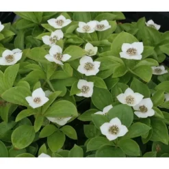 1 VÄXT AV CORNUS CANADENSIS KRUKA 17CM perenn