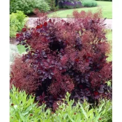 1 VÄXT AV COTINUS COGGYGRIA ROYAL PURPLE VAS 15CM lövfällande