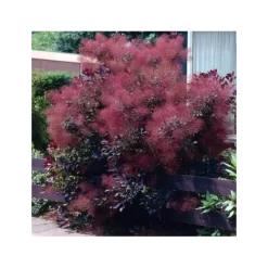 1 VÄXT AV COTINUS COGGYGRIA ROYAL PURPLE VAS 15CM lövfällande