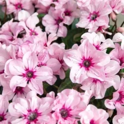 1 VÄXT AV CYKLAMEN ILLUSIA PERSICUM KRUKA 13CM VÄXTER FÖR UTEBRUK