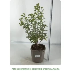 1 VÄXT AV EUPHORBIA ASCOT I KRUKA 17CM, UTOMHUSVÄXTER, PERENNER