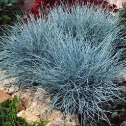 1 VÄXT AV FESTUCA GLAUCANTHA COMPACT BLUE KRUKA 10CM PERENNE