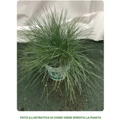 1 VÄXT AV FESTUCA GLAUCANTHA COMPACT BLUE KRUKA 10CM PERENNE
