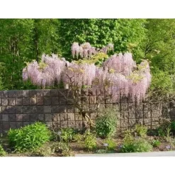 1 VÄXT AV GLICINIA WISTERIA FLORIBUNDA ROSEA KRUKA 16CM